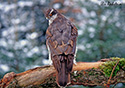 Accipiter gentiles